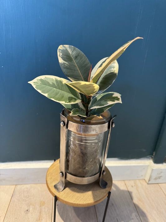 Ficus Ruby Steampunk